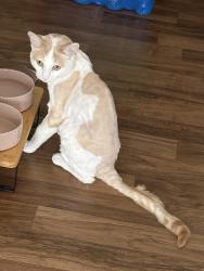Lost Male Cat last seen Harbor Blvd & 19th St, Costa Mesa, CA 92627