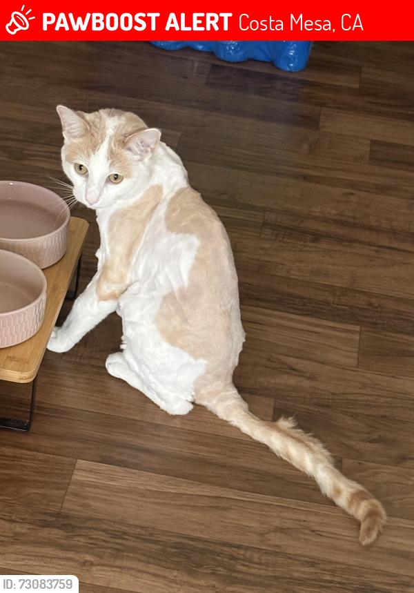 Lost Male Cat last seen Harbor Blvd & 19th St, Costa Mesa, CA 92627