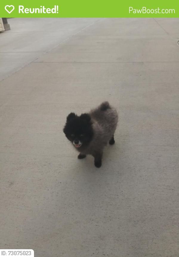 Reunited Female Dog last seen Oliver Ave and River Street (Aurora, IL), Aurora, IL 60506