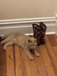 Found/Stray Female Cat last seen N Janssen Ave and W Grace Ave, Chicago, IL 60657