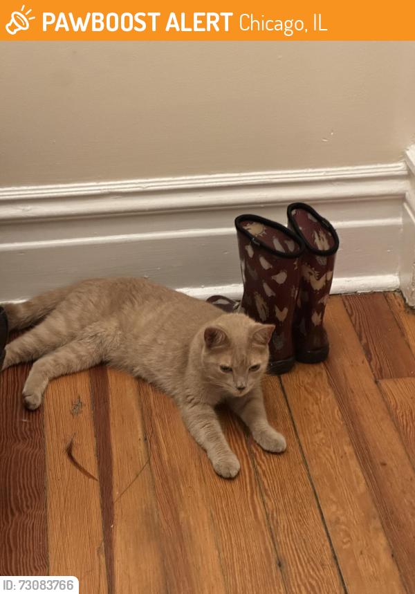 Found/Stray Female Cat last seen N Janssen Ave and W Grace Ave, Chicago, IL 60657