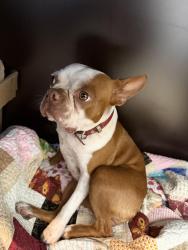 Reunited Female Dog last seen Olive and 26th St, Rogers, AR 72756