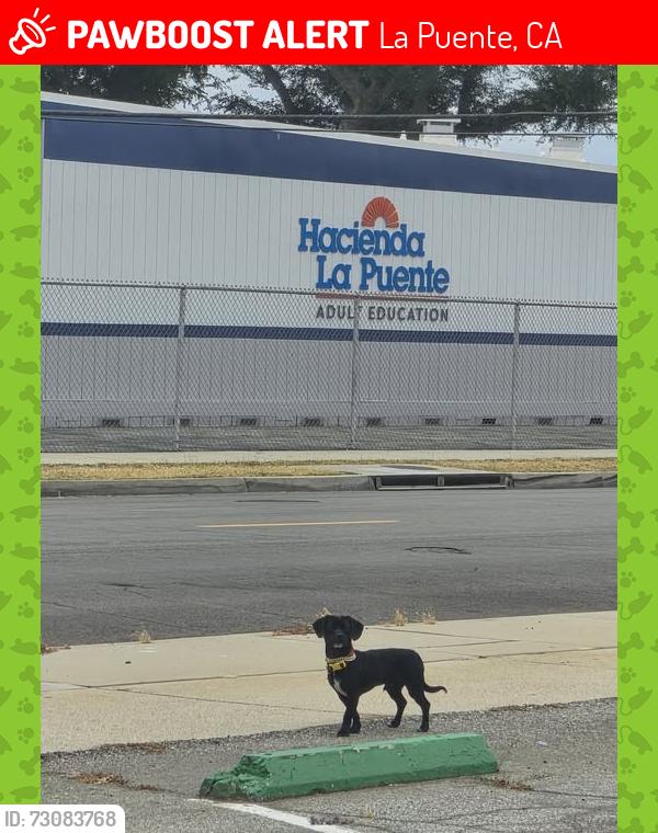 Lost Male Dog last seen Hacienda Adult School, La Puente, CA 91746