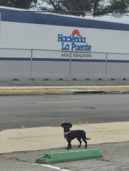 Lost Male Dog last seen Hacienda Adult School, La Puente, CA 91746