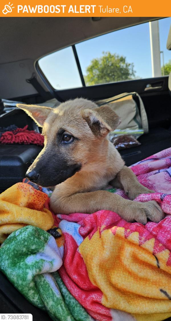 Found/Stray Female Dog last seen Prosperity Sports park, Tulare, CA 93274