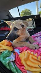 Found/Stray Female Dog last seen Prosperity Sports park, Tulare, CA 93274