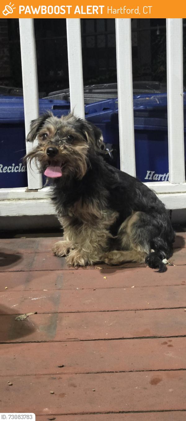 Found/Stray Female Dog last seen Hamilton St, Hartford, CT 06106