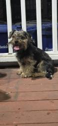Found/Stray Female Dog last seen Hamilton St, Hartford, CT 06106