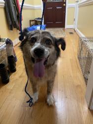 Found/Stray Female Dog last seen Near South Forty Farms, Clover, SC 29710