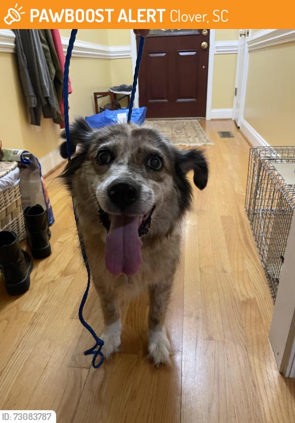 Found/Stray Female Dog last seen Near South Forty Farms, Clover, SC 29710