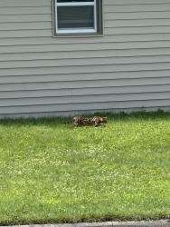 Found/Stray Unknown Cat last seen Near streets behind Golden Basket, Green Bay, WI 54304