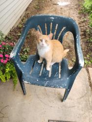 Lost Unknown Cat last seen Chevy Dealership, Maple Dr, Highland Dr, Calcutta, OH 43920