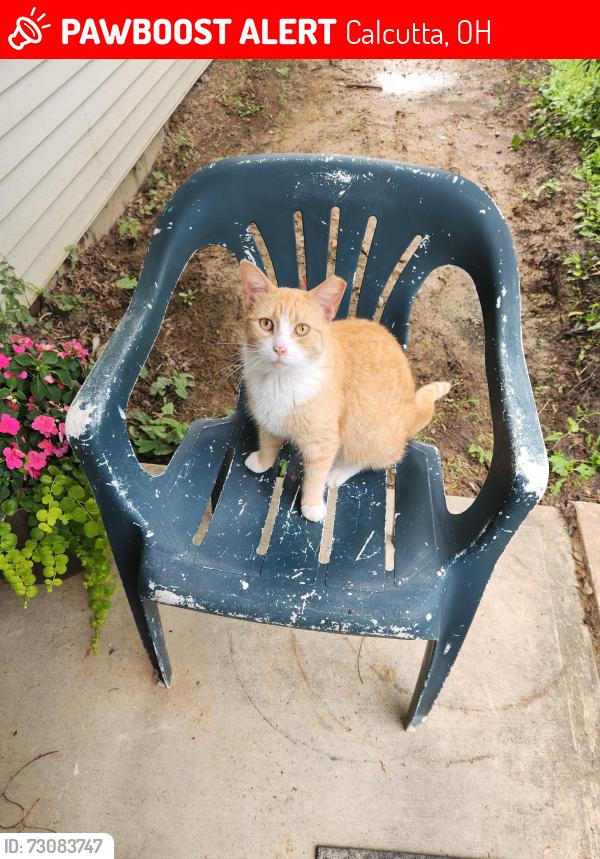 Lost Unknown Cat last seen Chevy Dealership, Maple Dr, Highland Dr, Calcutta, OH 43920