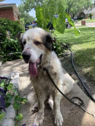 Found/Stray Male Dog last seen S. Silvergreen @macclesby lane, Channelview, TX 77049