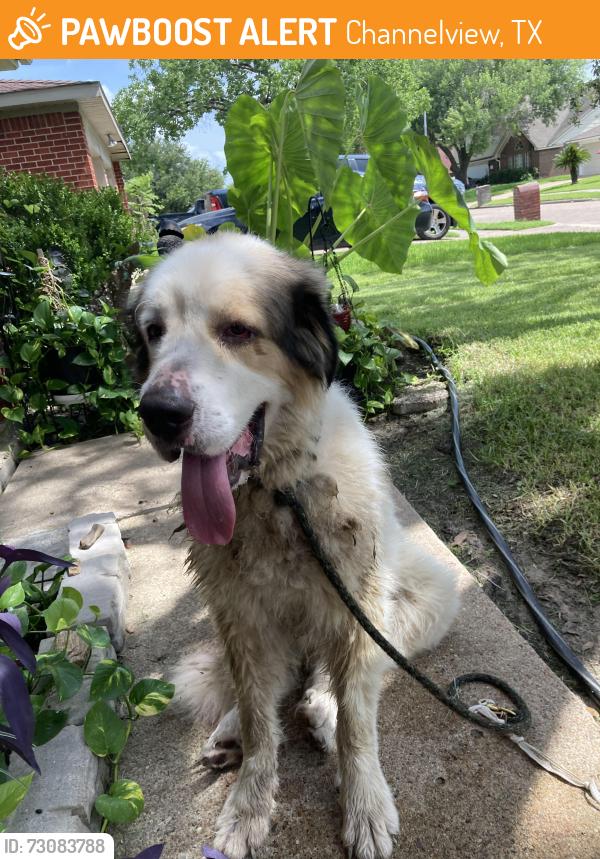 Found/Stray Male Dog last seen S. Silvergreen @macclesby lane, Channelview, TX 77049