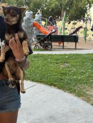 Reunited Male Dog last seen Near Veterans Park, City of Atwater, CA 95301