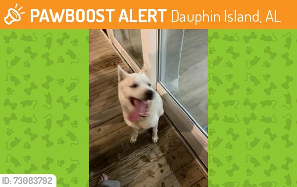 Found/Stray Male Dog last seen Sam Houston public beach, Dauphin Island, AL 36528