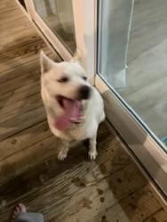 Found/Stray Male Dog last seen Sam Houston public beach, Dauphin Island, AL 36528
