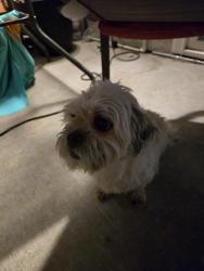 Reunited Male Dog last seen Green Tree and Oakmont Dr., Victorville, CA 92395
