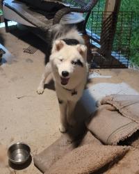 Reunited Unknown Dog last seen Ridge Heights, New Braunfels, TX 78130