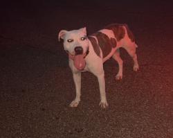 Found/Stray Unknown Dog last seen Intersection of Dexter Rd and Lenow Rd in the neighborhood right next to it., Memphis, TN 38016