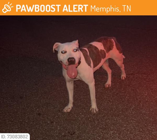 Found/Stray Unknown Dog last seen Intersection of Dexter Rd and Lenow Rd in the neighborhood right next to it., Memphis, TN 38016