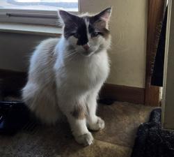Reunited Male Cat last seen Modoc road , Columbus, OH 43085