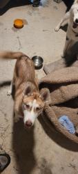 Reunited Unknown Dog last seen Ridge Heights, New Braunfels, TX 78130