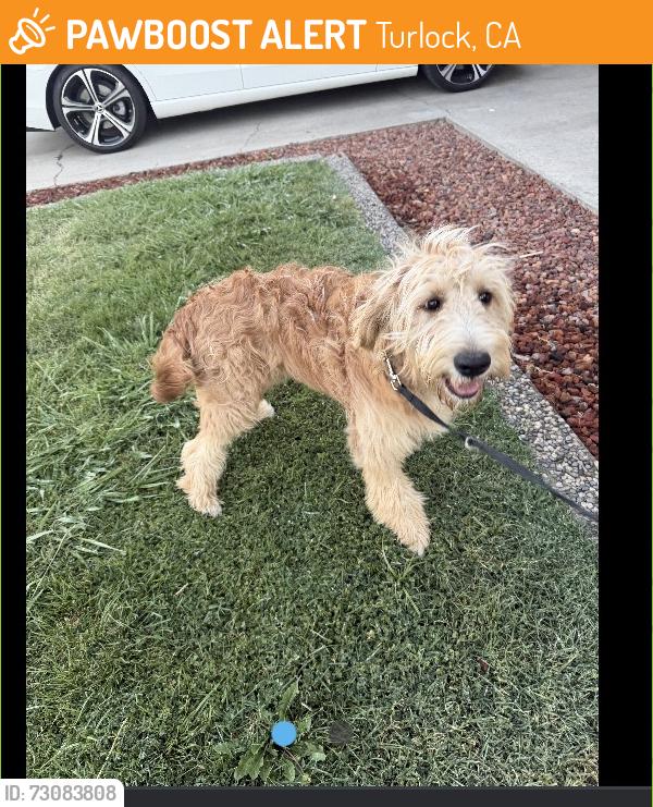 Found/Stray Female Dog last seen Lander/linwood, Turlock, CA 95380