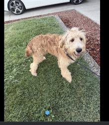 Found/Stray Female Dog last seen Lander/linwood, Turlock, CA 95380