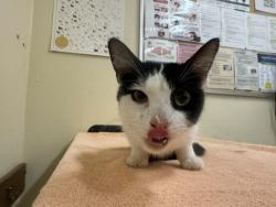 Shelter Stray Female Cat last seen DECOTO RD, 1950 Stevenson Blvd, Fremont, CA 94538, USA