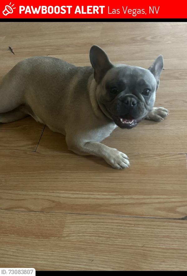 Lost Female Dog last seen Sahara and Nellis State Streets, Las Vegas, NV 89104