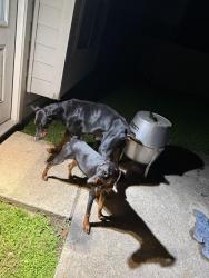 Found/Stray Male Dog last seen Wood creek ln, Houston, TX 77073
