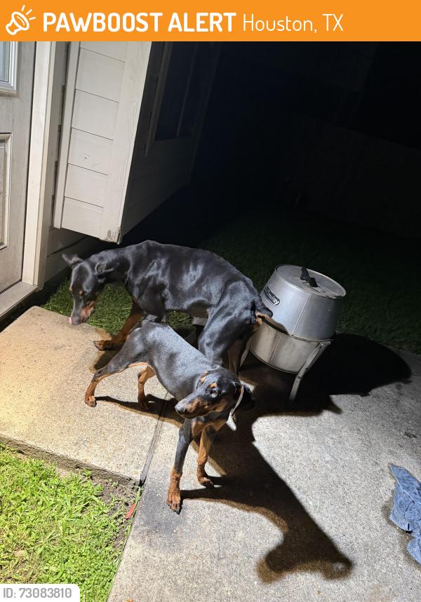 Found/Stray Male Dog last seen Wood creek ln, Houston, TX 77073