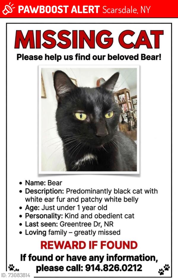 Lost Male Cat last seen Daisy Farms and Harlan Drive , Scarsdale, NY 10583