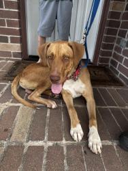 Found/Stray Male Dog last seen Savannah Moss, Richmond, TX 77469
