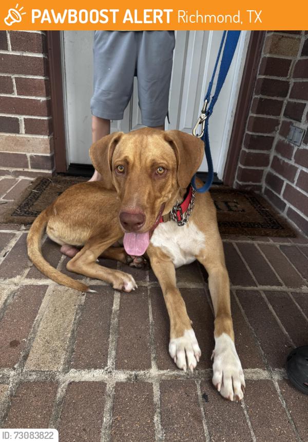 Found/Stray Male Dog last seen Savannah Moss, Richmond, TX 77469