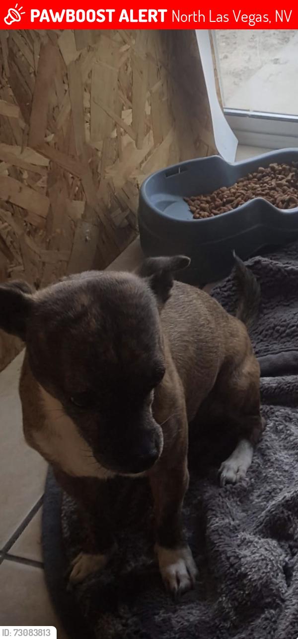 Lost Male Dog last seen Tropical Parkway and Lamb, North Las Vegas, NV 89081