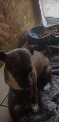 Lost Male Dog last seen Tropical Parkway and Lamb, North Las Vegas, NV 89081