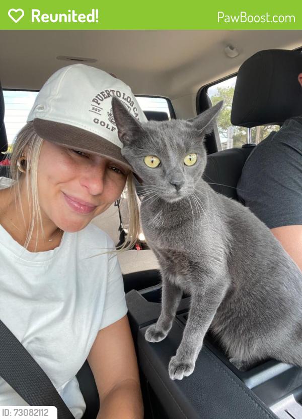 Reunited Female Cat last seen Near Seminole Rd, Palos Park, IL 60464, USA, Palos Park, IL 60464