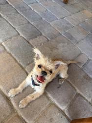 Lost Male Dog last seen At the gas station Sinclair, Las Vegas, NV 89101