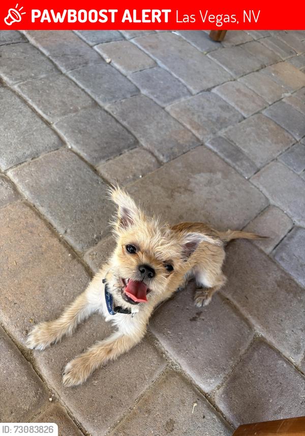 Lost Male Dog last seen At the gas station Sinclair, Las Vegas, NV 89101