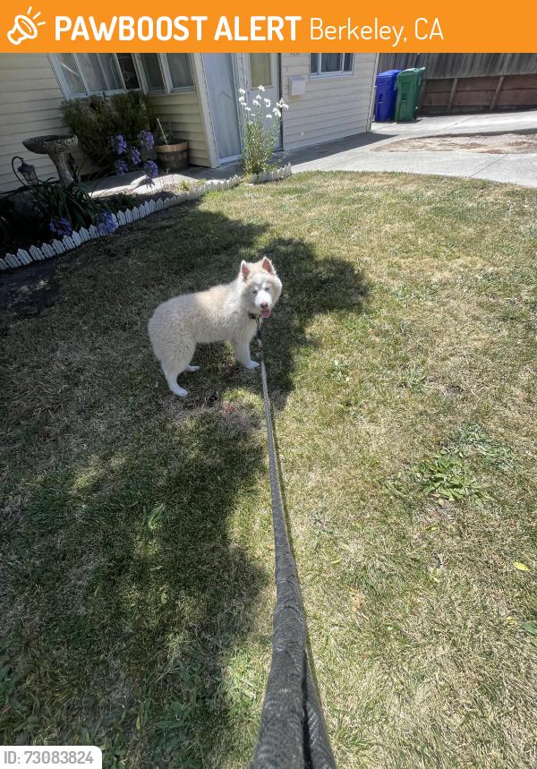 Found/Stray Unknown Dog last seen Santa Rosa Ave, Berkeley, Berkeley, CA 94707