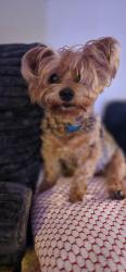Reunited Female Dog last seen Pinellas Point Dr S and Skyway lane , St. Petersburg, FL 33712