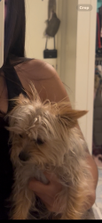 Lost Female Dog last seen Peach Avenue, Livingston, CA 95334