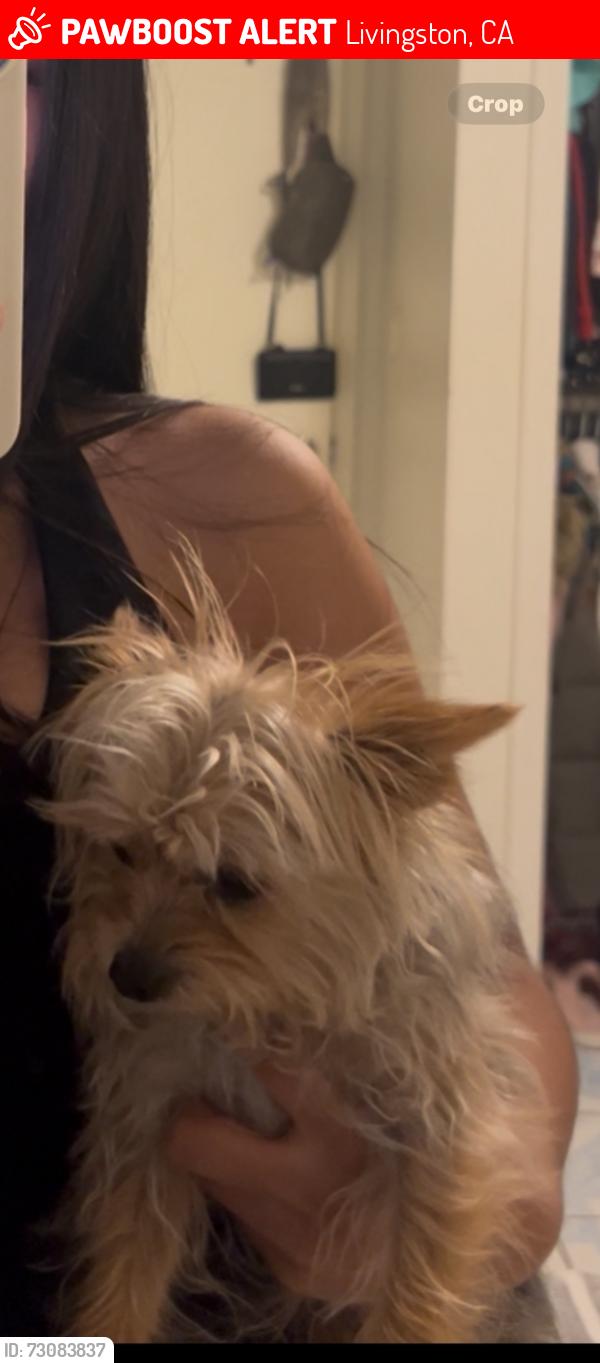 Lost Female Dog last seen Peach Avenue, Livingston, CA 95334
