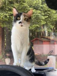 Lost Female Cat last seen Target, Eureka, CA 95501