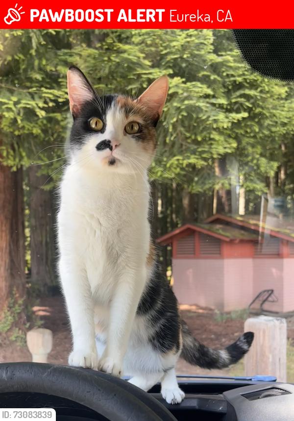 Lost Female Cat last seen Target, Eureka, CA 95501