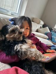 Reunited Male Dog last seen Barbara Street, Lake in the Hills, Lake in the Hills, IL 60156