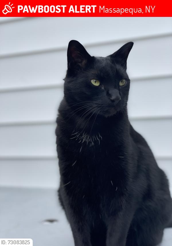 Lost Male Cat last seen Parkhill Ave , Massapequa, NY 11758